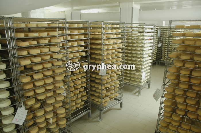 Fabrication du fromage - Cave d'affinage - gryphea.com